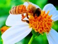 蜜蜂吃花怎样解决（蜜蜂吃花的什么东西）