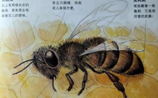 各种蜜蜂的功能（蜜蜂的类型有几种分别有什么作用）