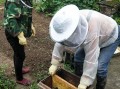 蜜蜂一年可以取几次蜜（养殖蜜蜂一年可以取几次蜜）