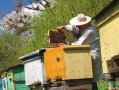 养殖养殖蜜蜂最怕什么（养蜂最怕什么虫）