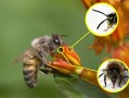 蜜蜂口一般有多大（蜜蜂有几个嘴）