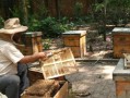 怎么人工饲养蜜蜂（人工养蜜蜂蜜蜂吃什么）