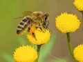 蜜蜂一般产多少种（蜜蜂一般产多少种蜜糖）