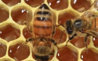 蜜蜂酿蜂巢蜜需要多长时间（蜜蜂酿蜜的方式是什么）