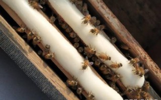 蜜蜂怎样喂粉才存粉（蜜蜂怎样喂粉才存粉呢）