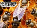 蜜蜂王尺寸（蜜蜂王长什么样的）