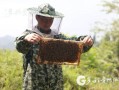 河南秋季蜜蜂管理技术（入秋蜜蜂管理）