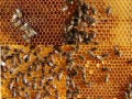 梦见装满蜜蜂的蜂箱（梦见蜂巢里有很多蜂蜜）