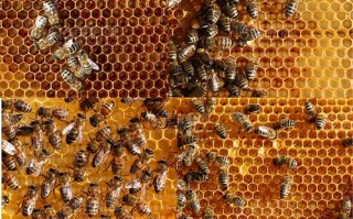 梦见装满蜜蜂的蜂箱（梦见蜂巢里有很多蜂蜜）