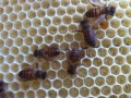蜜蜂工蜂产卵怎么解决（蜜蜂工产以后还能正常吗）