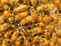 蜜蜂养殖什么时候买蜂（想养蜂什么时间买合适）