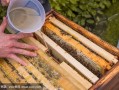 冬季蜜蜂喂蜜水的正确方法（冬天怎么给蜜蜂喂糖水）