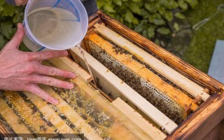 冬季蜜蜂喂蜜水的正确方法（冬天怎么给蜜蜂喂糖水）