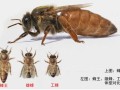中国最高产的蜜蜂品种（中国最高产的蜜蜂品种排名）