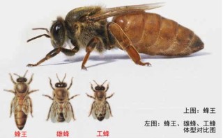 中国最高产的蜜蜂品种（中国最高产的蜜蜂品种排名）