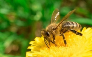 蜜蜂的蜂是第几声（蜜蜂的蜂是几声调）