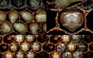 蜜蜂幼虫和蜂蜜（蜜蜂幼虫和蜂蜜在一起能吃吗）