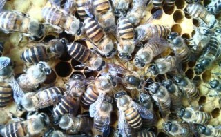 冬季蜜蜂能过箱吗（蜜蜂过冬可以放到屋里吗）