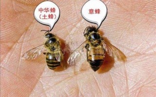 大螨对蜜蜂的危害（大螨危害意蜂图片）