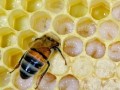 蜜蜂用什么喂养幼虫（蜜蜂用什么喂养幼虫呢）