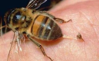 如果蜜蜂用真人折腾怎么办（如果蜜蜂用真人折腾怎么办呢）