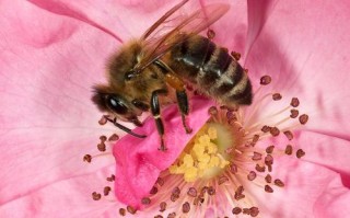 蜜蜂喂花粉枝术（蜜蜂喂食花粉）