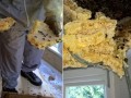 蜂蜜蜂巢的处理方法（蜂蜜蜂巢的处理方法是什么）