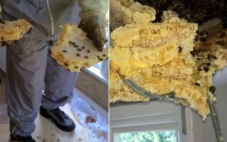 蜂蜜蜂巢的处理方法（蜂蜜蜂巢的处理方法是什么）