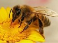 蜜蜂哪两天有蜂蜜（蜜蜂什时候有密）