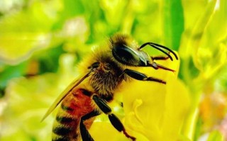 采蜜的蜜蜂叫什么蜜蜂（采蜜的蜜蜂有哪些品种）