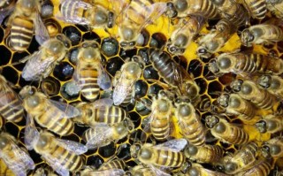 蜜蜂分蜂后繁殖（分蜂期蜜蜂分蜂隔多久）