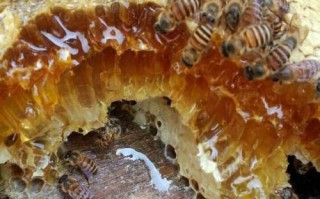 蜜蜂糖怎样使用祛斑（蜜蜂糖去斑点）