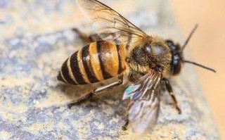 怎样蜜蜂方法是什么意思（如何敢蜜蜂）