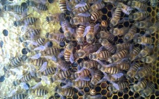 蜜养颜蜜蜂养殖家庭农场（养蜜蜂技术视频大全搜索页）
