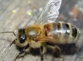 比较小蜜蜂品种（比较小蜜蜂品种有哪些）