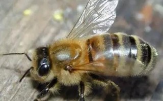 比较小蜜蜂品种（比较小蜜蜂品种有哪些）