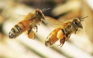 蜜蜂浓缩方法（蜜蜂怎么加）