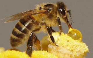 给蜜蜂喂纯蜂蜜怎么喂（蜂蜜怎样喂蜜蜂）