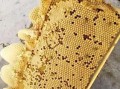 半脾蜜蜂怎么繁殖（半脾蜂多久能发展成5脾）