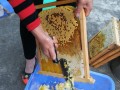 蜜蜂清理工产蜂吗（清除蜜蜂应该找哪个部门?）