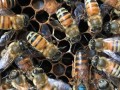 蜜蜂能提供哪些经济产品（蜜蜂能产生哪些产品）