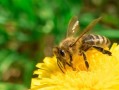 春天蜜蜂的室内繁殖（春天蜜蜂的室内繁殖方法）