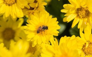 菊花蜜蜂作用与功效（菊花蜜蜂可以一起喝吗）