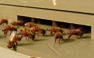 蜜蜂逃群最佳处理方法（蜜蜂逃蜂）