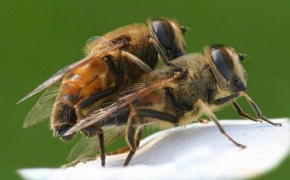 怎样让蜜蜂繁殖的更快（怎样让蜜蜂繁殖的更快呢）