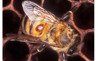 澳洲蜜蜂是否有蜂螨（澳大利亚蜂箱）