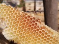 蜜蜂巢有什么作用与功效（蜜蜂蜂巢有什么用）