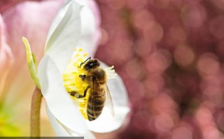 授粉蜜蜂养殖视频（蜜蜂授粉的视频）