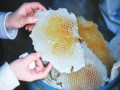 蜜蜂吃白糖吗（多吃蜜蜂糖有什么好处）