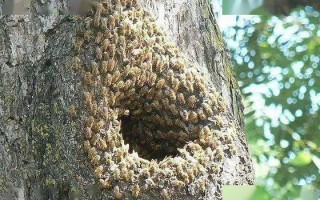 蜜蜂大概几月份出巢（蜜蜂什么时候出巢）
